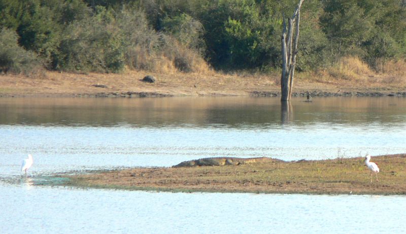 JAR 306_krok.JPG - Zde je krokodýl spolu s volavkami.